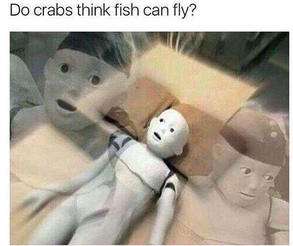 do crabs think fish can fly - Do crabs think fish can fly? Le