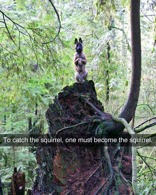 catch a squirrel you must - To catch the squirrel, one must become the squirrel.
