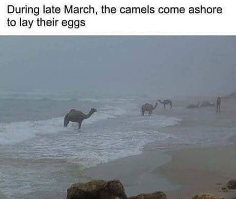 camels come ashore to lay their eggs - During late March, the camels come ashore to lay their eggs