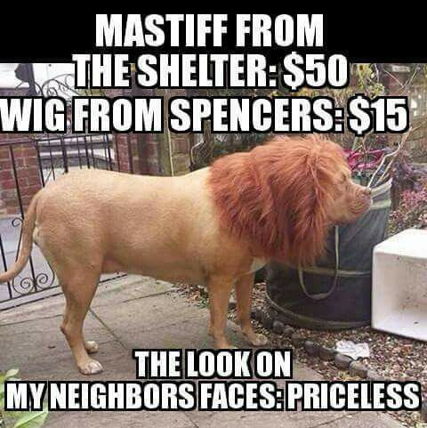 mastiff from the shelter - Mastiff From The Shelter $50 Wig From Spencers $15 The Look On My Neighbors FacesPriceless