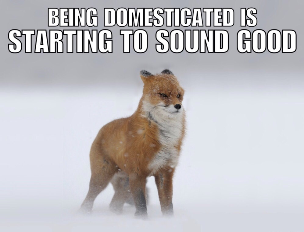 smell of death meme - Being Domesticated Is Starting To Sound Good