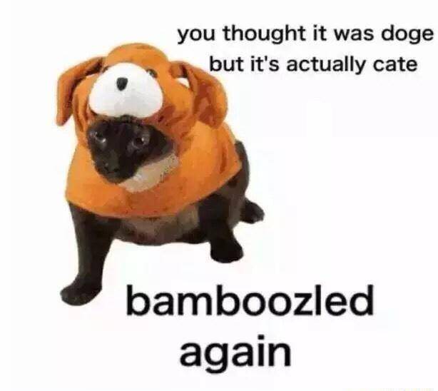 get bamboozled - you thought it was doge but it's actually cate bamboozled again