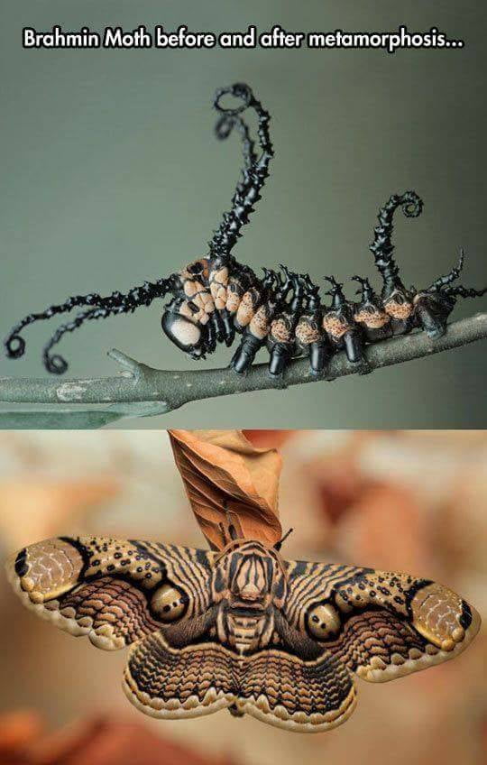brahmin moth - Brahmin Moth before and after metamorphosis...