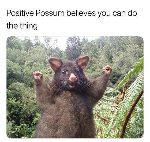 positive possum - Positive Possum believes you can do the thing