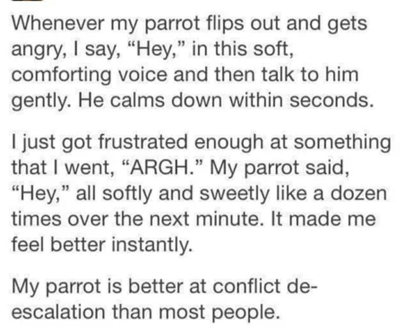 handwriting - Whenever my parrot flips out and gets angry, I say, "Hey," in this soft, comforting voice and then talk to him gently. He calms down within seconds. I just got frustrated enough at something that I went, "Argh. My parrot said, "Hey," all sof