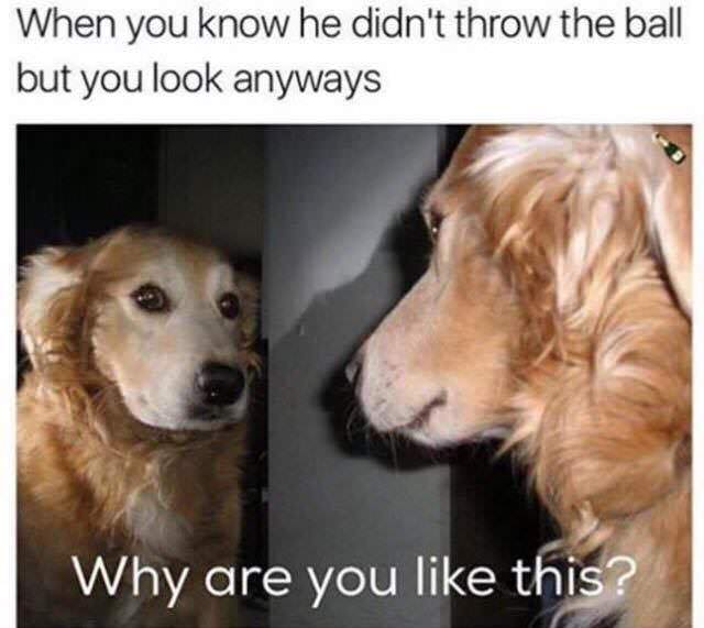 dog having a long hard look in the mirror