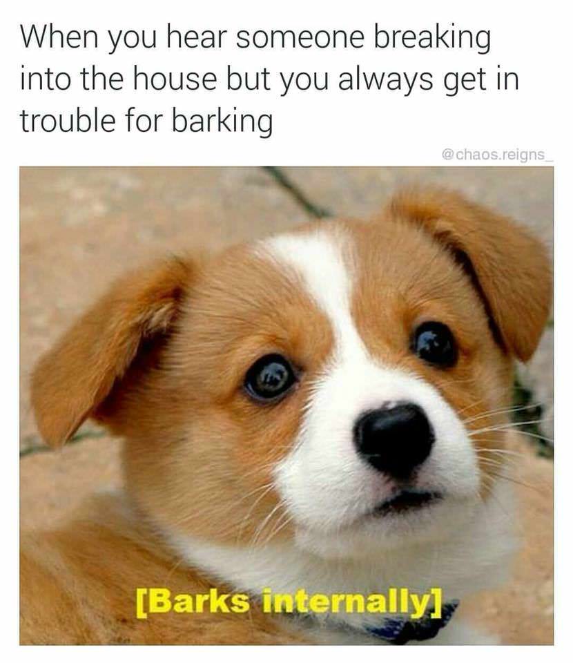 barks internally - When you hear someone breaking into the house but you always get in trouble for barking reigns Barks internally