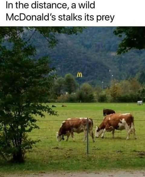 distance a wild mcdonald's stalks its prey - In the distance, a wild McDonald's stalks its prey