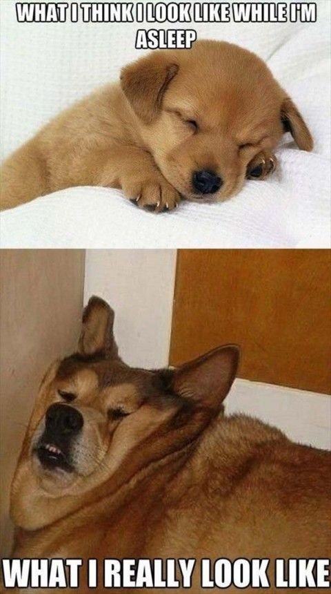 sleeping dog meme - What I Think I Look While Om Asleep What I Really Look