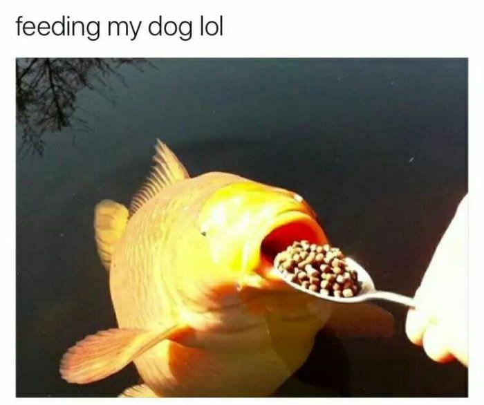 bröther meme - feeding my dog lol