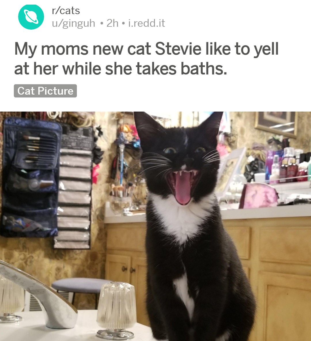 photo caption - rcats uginguh 2h j.redd.it My moms new cat Stevie to yell at her while she takes baths. Cat Picture