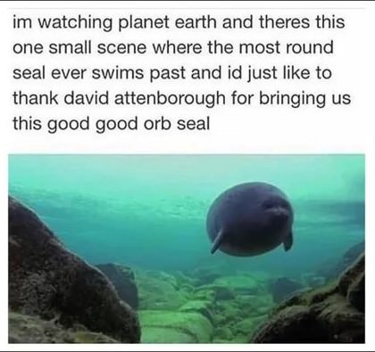 orb seal - im watching planet earth and theres this one small scene where the most round seal ever swims past and id just to thank david attenborough for bringing us this good good orb seal