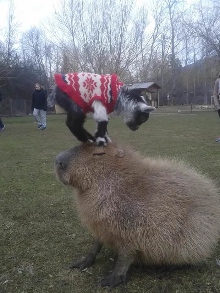 animals sitting on capybaras