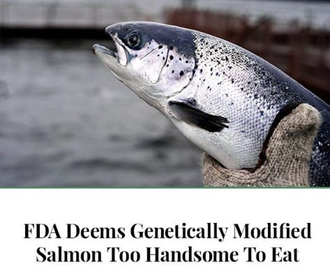 Aquaculture of salmonids - Fda Deems Genetically Modified Salmon Too Handsome To Eat