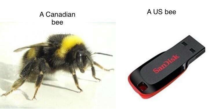 canadian bee vs us bee - A Us bee A Canadian bee Samisk