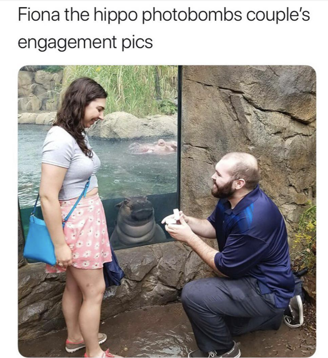 food for the hungry - Fiona the hippo photobombs couple's engagement pics
