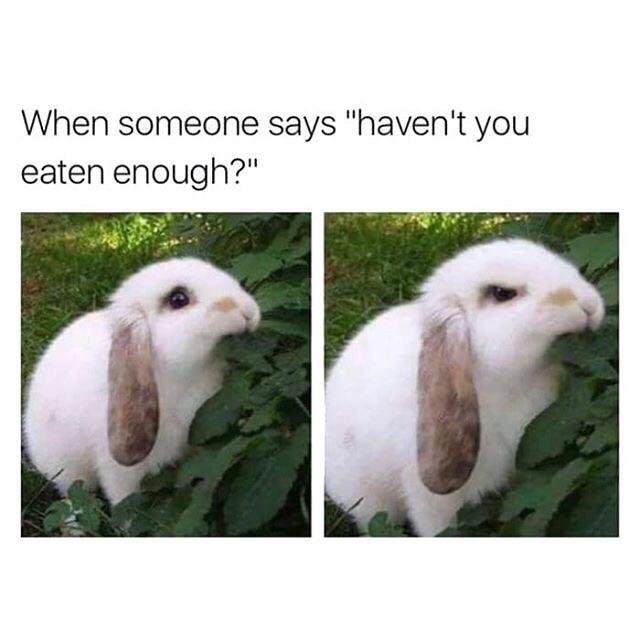 angry rabbit - When someone says "haven't you eaten enough?"