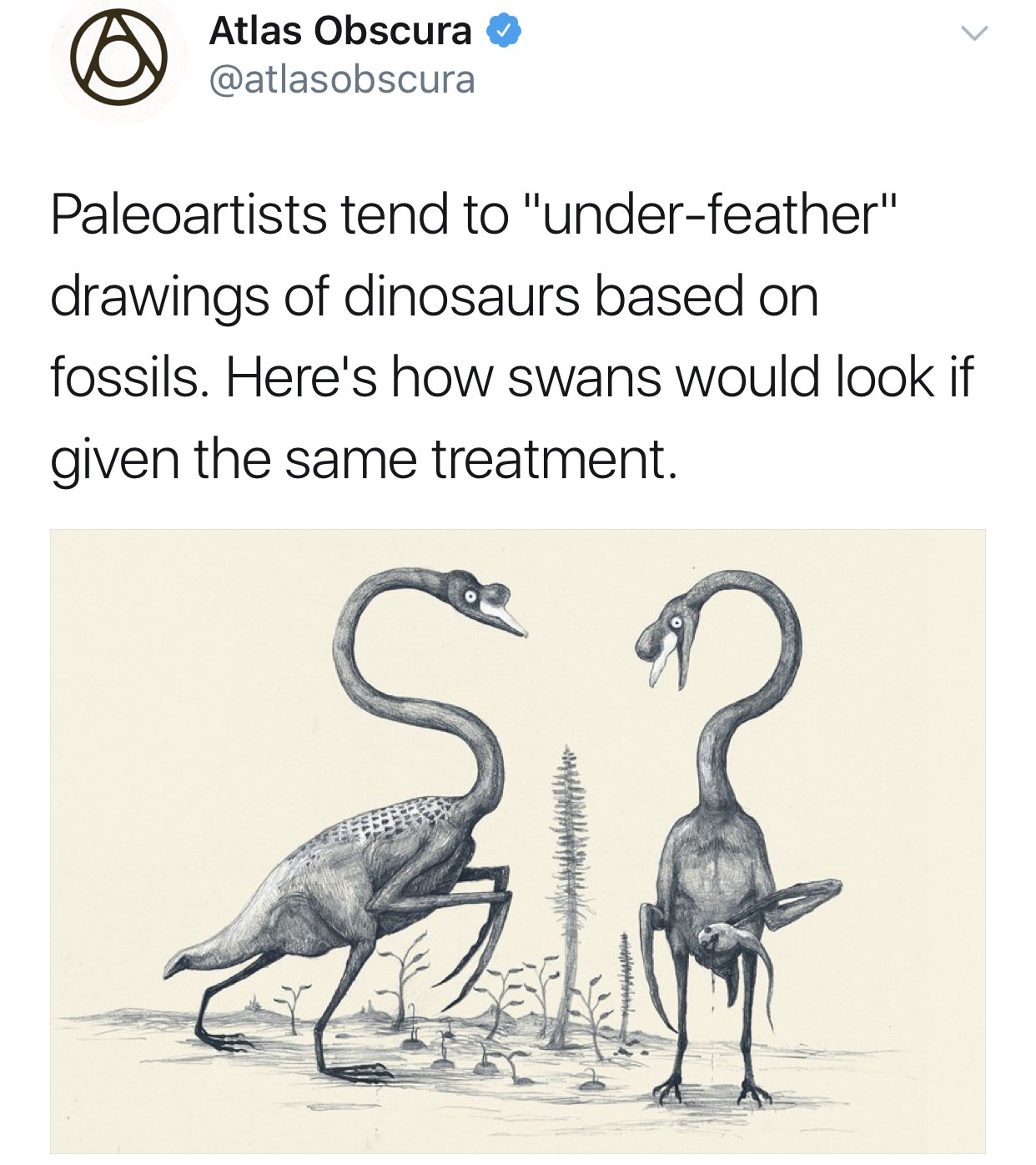 under feathered dinosaurs - Atlas Obscura Paleoartists tend to "underfeather" drawings of dinosaurs based on fossils. Here's how swans would look if given the same treatment.