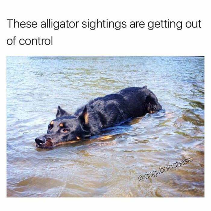 dog and alligator memes - These alligator sightings are getting out of control