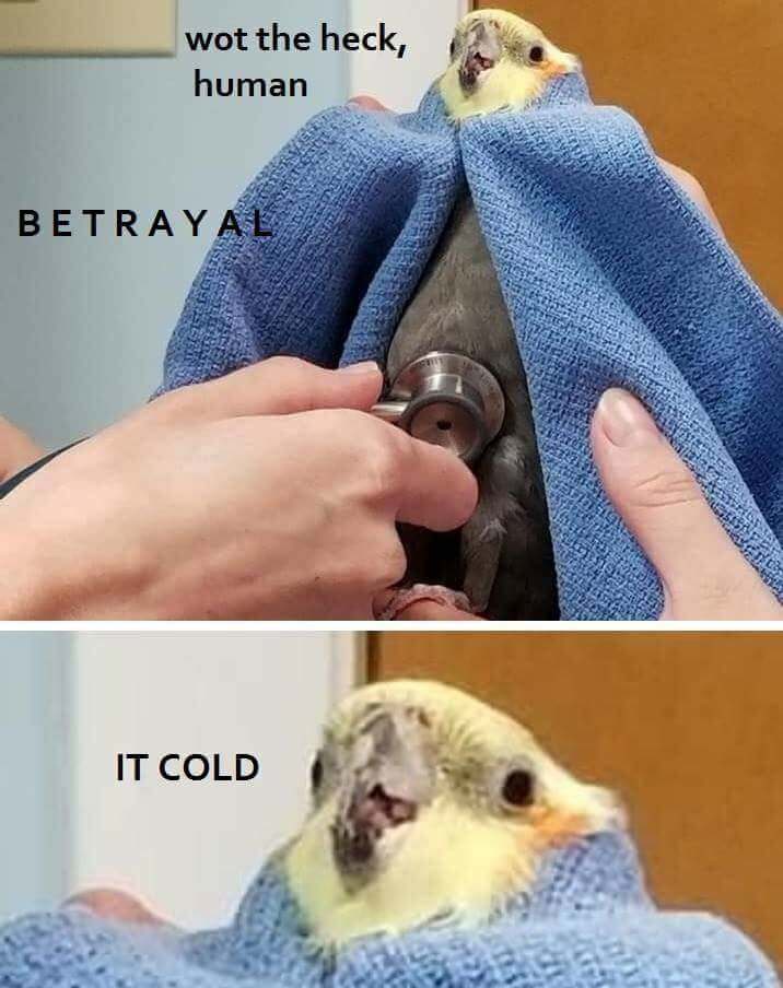 birb memes - wot the heck, human Betrayal It Cold