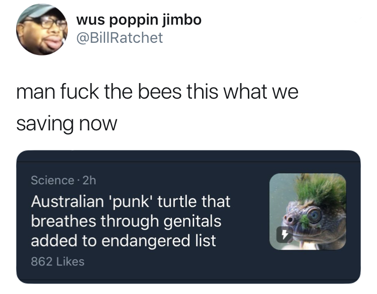 mary river turtle - wus poppin jimbo man fuck the bees this what we saving now Science. 2h Australian 'punk' turtle that breathes through genitals added to endangered list 862