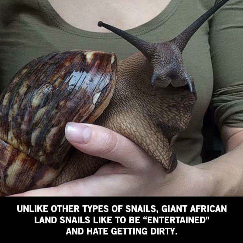 giant snail african - Un Other Types Of Snails, Giant African Land Snails To Be "Entertained" And Hate Getting Dirty.