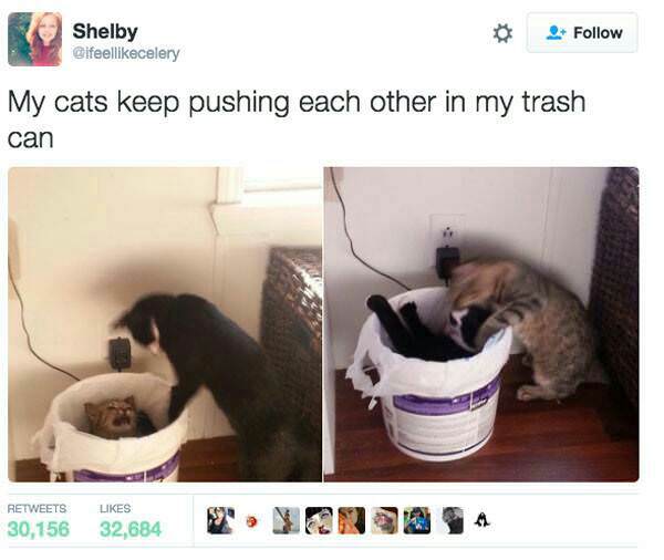 my cats keep pushing each other - Shelby Cifeelcelery My cats keep pushing each other in my trash can 30,156 32,684 N A Sa