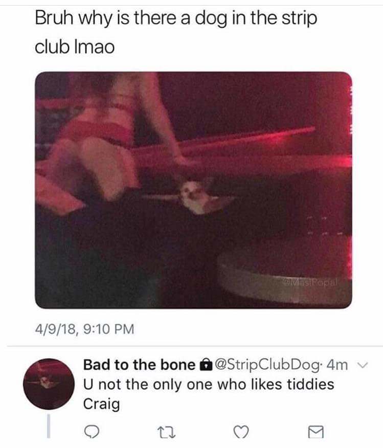 dog at strip club meme - Bruh why is there a dog in the strip club Imao Vesipod 4918, Bad to the bone Club Dog. 4m U not the only one who tiddies Craig