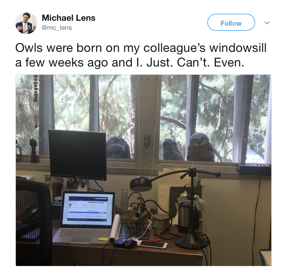 owl office window - Michael Lens Owls were born on my colleague's windowsill a few weeks ago and I. Just. Can't. Even.