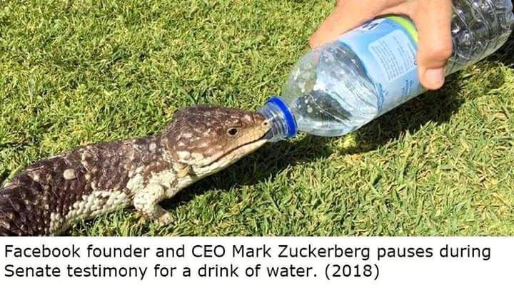 lizard drinking water - Facebook founder and Ceo Mark Zuckerberg pauses during Senate testimony for a drink of water. 2018