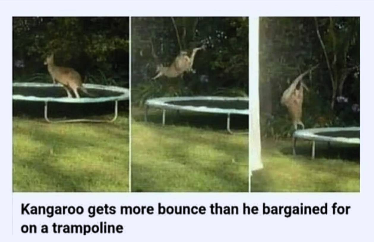 kangaroo gets more bounce than he bargained - Kangaroo gets more bounce than he bargained for on a trampoline