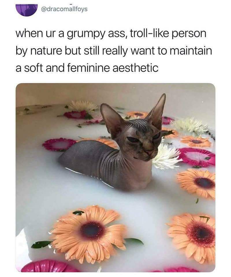 sphynx cat meme bath - when ur a grumpy ass, troll person by nature but still really want to maintain a soft and feminine aesthetic