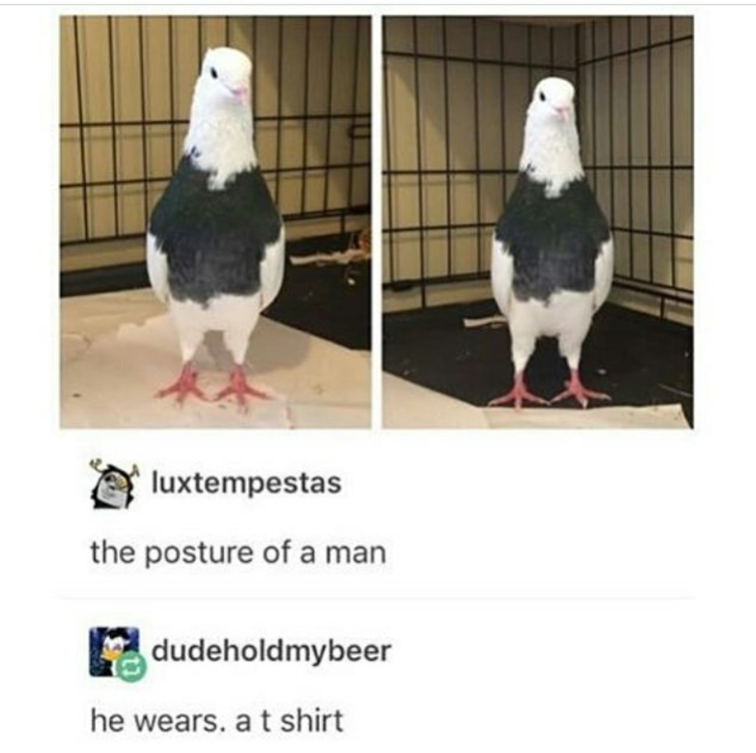 birb memes - luxtempestas the posture of a man dudeholdmybeer he wears. a t shirt