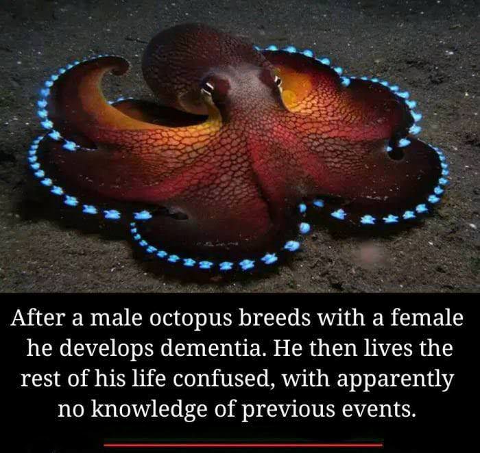 male vs female octopus - After a male octopus breeds with a female he develops dementia. He then lives the rest of his life confused, with apparently no knowledge of previous events.