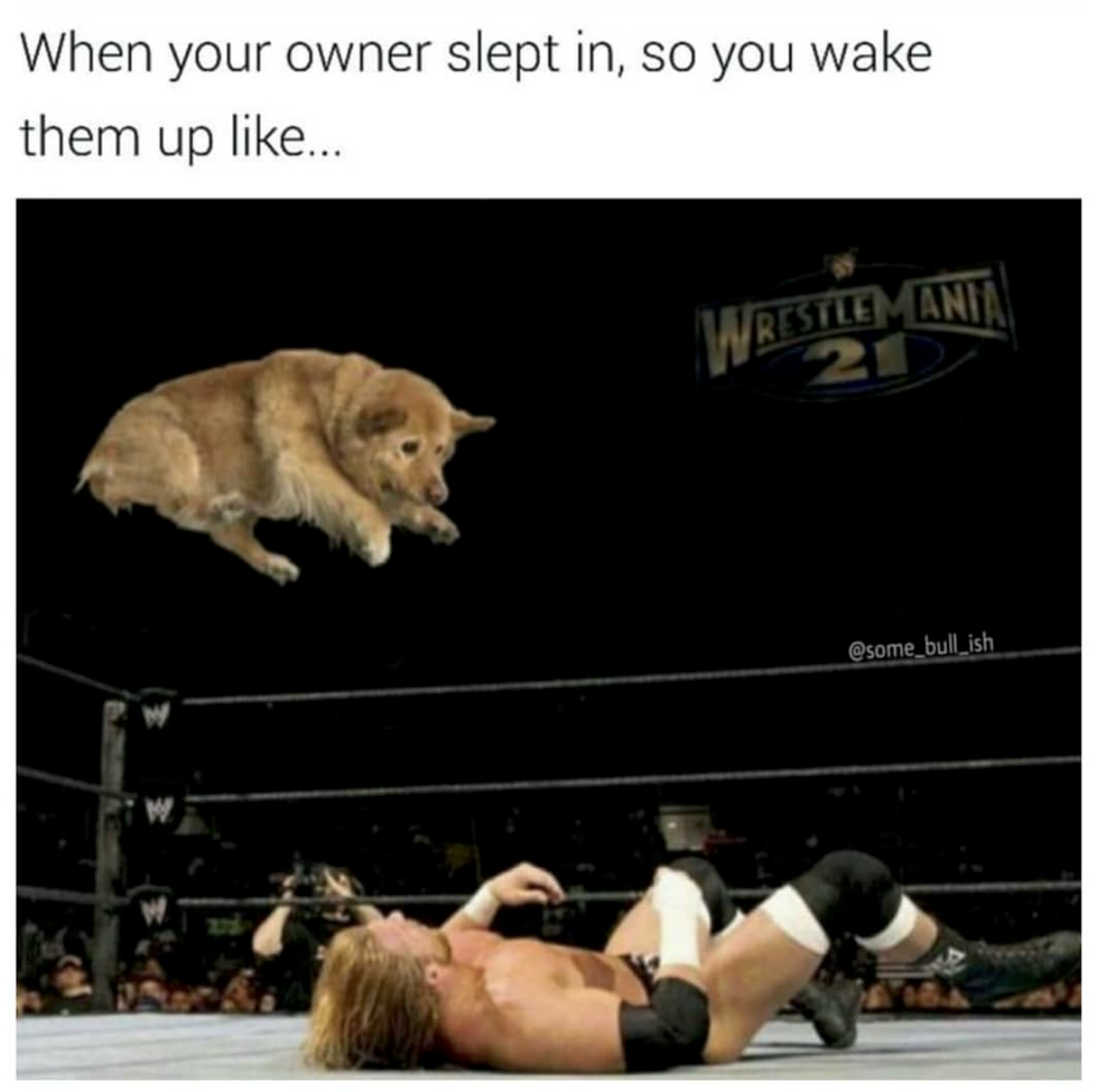 funny memes of the week - When your owner slept in, so you wake them up ... Wrestlemanta