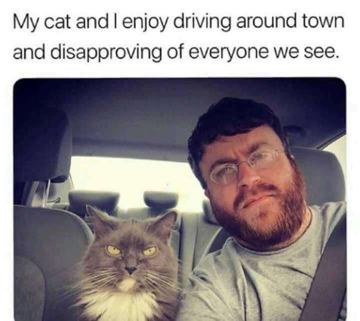 my cat and i enjoy driving - My cat and I enjoy driving around town and disapproving of everyone we see.