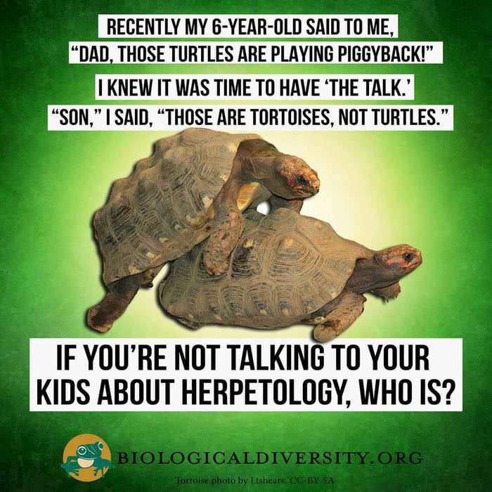 if your not talking to your kids - Recently My 6YearOld Said To Me. "Dad, Those Turtles Are Playing Piggyback! I Knew It Was Time To Have The Talk.' "Son," I Said, Those Are Tortoises, Not Turtles." If You'Re Not Talking To Your Kids About Herpetology, Wh