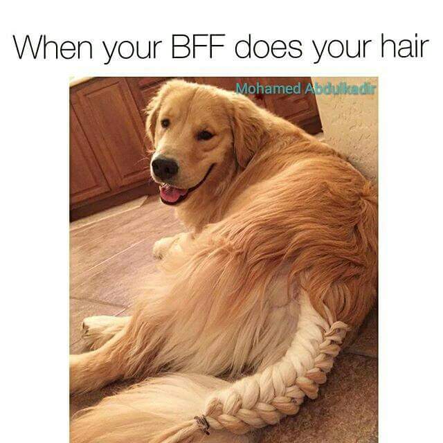 dog braided tail - When your Bff does your hair Mohamed Abdulkadir