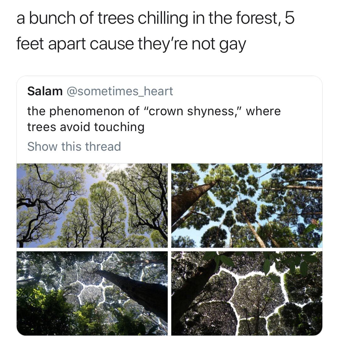 trees chilling 5 feet apart cause they re not gay meme - a bunch of trees chilling in the forest, 5 feet apart cause they're not gay Salam the phenomenon of "crown shyness," where trees avoid touching Show this thread