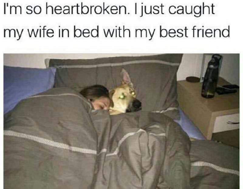 wholesome memes funnyjunk - I'm so heartbroken. I just caught my wife in bed with my best friend