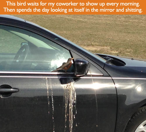 bird funny - This bird waits for my coworker to show up every morning. Then spends the day looking at itself in the mirror and shitting.