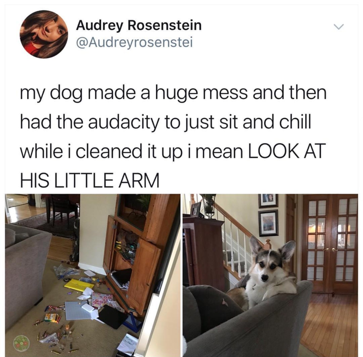 Humour - Audrey Rosenstein my dog made a huge mess and then had the audacity to just sit and chill while i cleaned it up i mean Look At His Little Arm