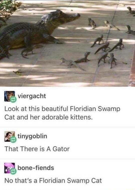 floridian swamp cat - viergacht Look at this beautiful Floridian Swamp Cat and her adorable kittens. tinygoblin That There is A Gator bonefiends No that's a Floridian Swamp Cat