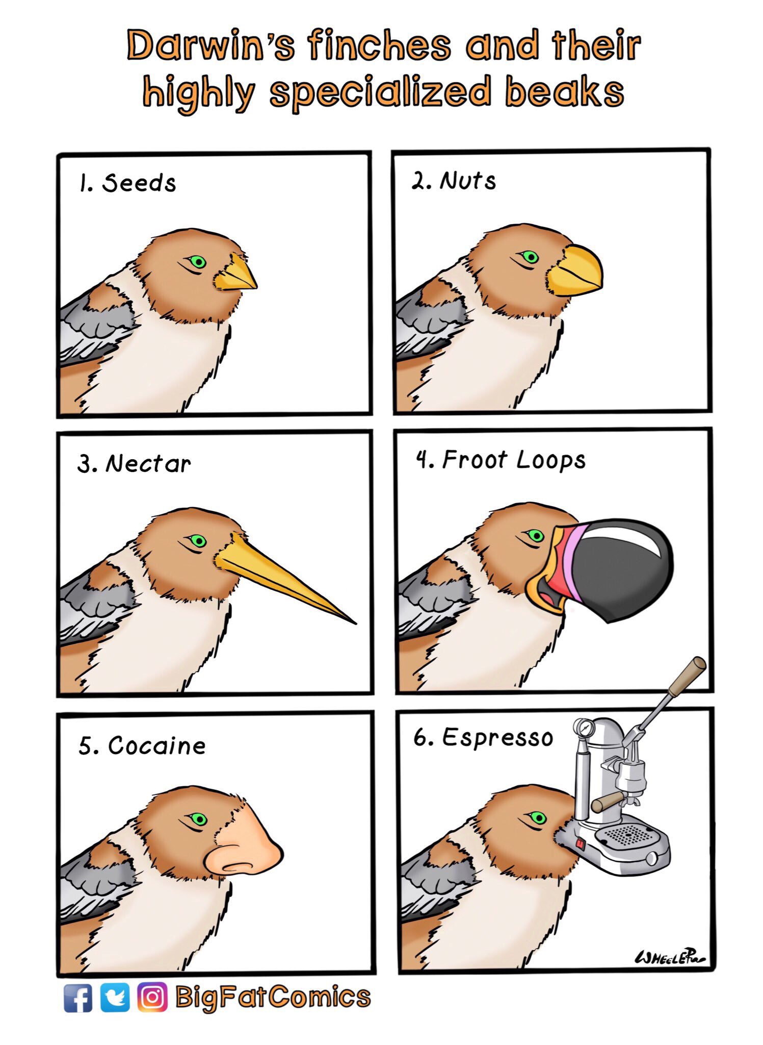 memes  - darwin's finches meme - Darwin's finches and their highly specialized beaks 1. Seeds 2. Nuts 3. Nectar 4. Froot Loops 5. Cocaine 6. Espresso Wheeler fe O BigFatComics