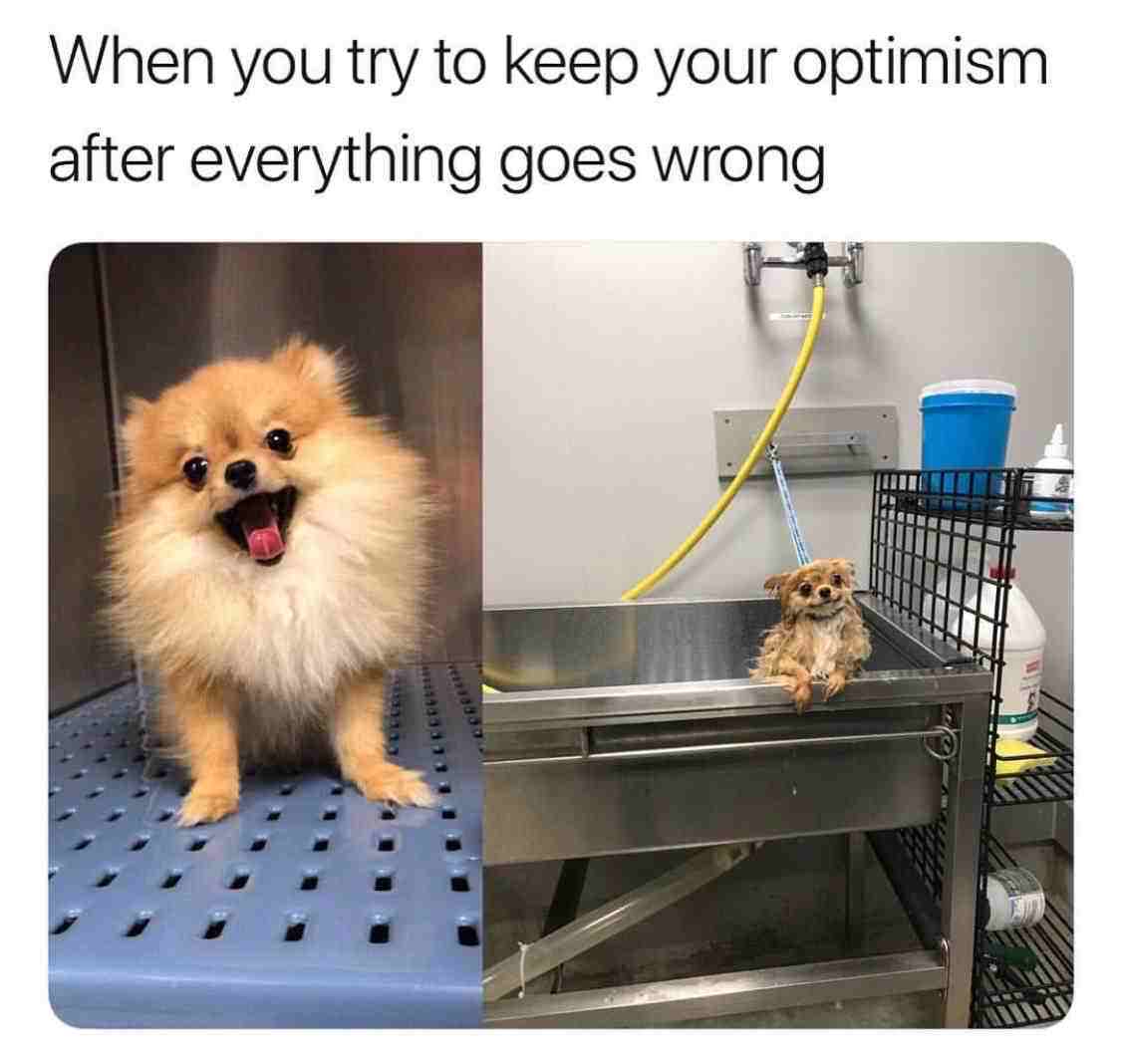 meme about staying positive with pic of a wet dog smiling