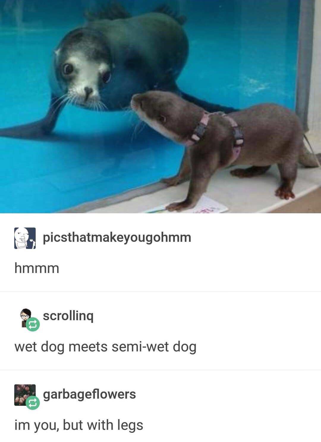 meme about an otter and a sea lion meeting