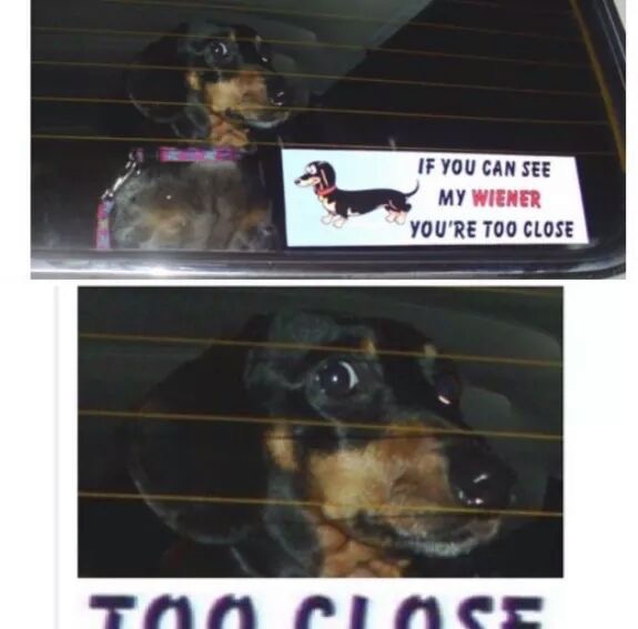 car bumper sticker about wiener dogs