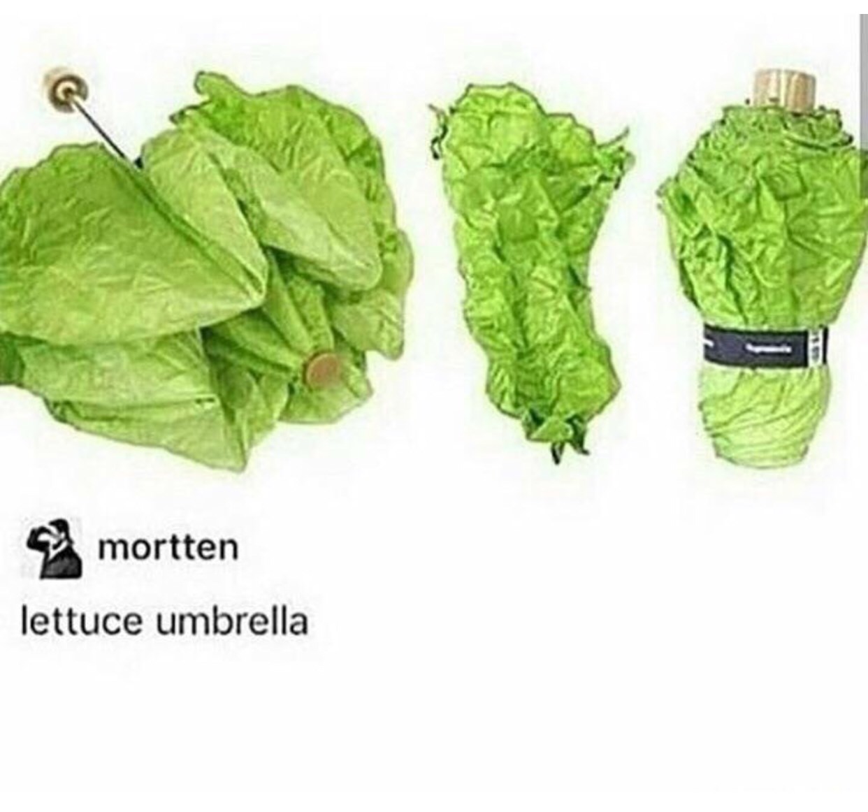 memes - lettuce umbrella - mortten lettuce umbrella