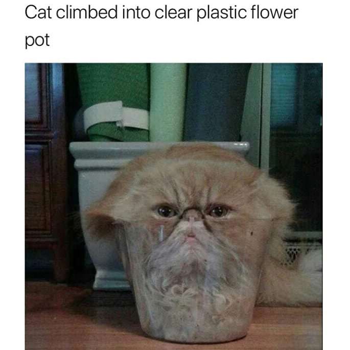 memes - reddit cats - Cat climbed into clear plastic flower pot