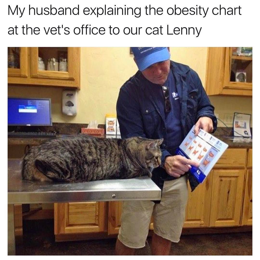 memes - obese cat chart - My husband explaining the obesity chart at the vet's office to our cat Lenny